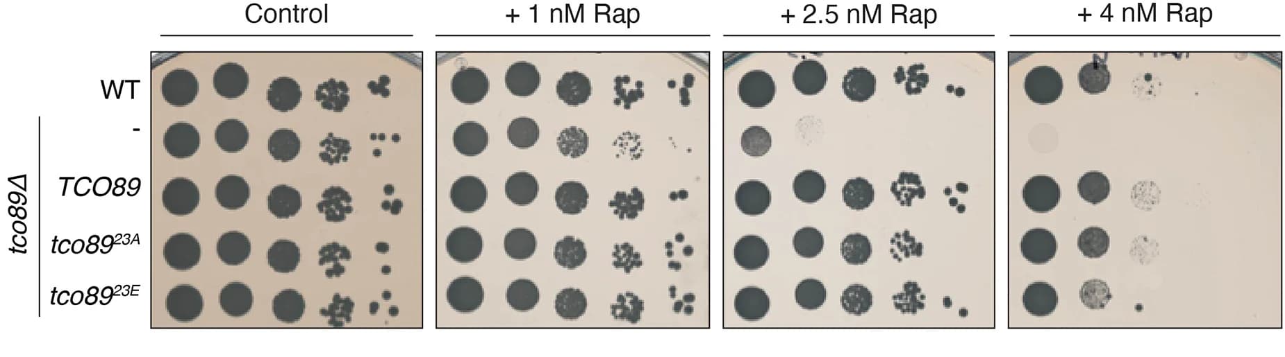 Open access visualization of Photo, Gel, Tco89, TORC1, Rapamycin Sensitivity