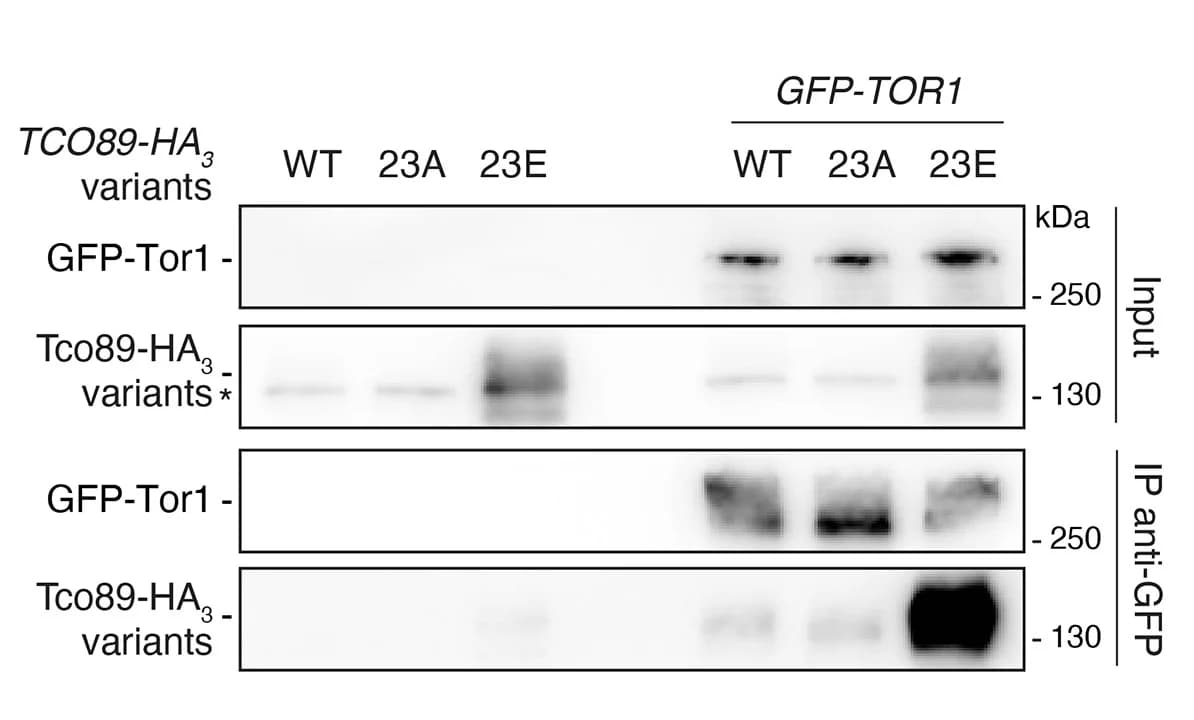 Open access visualization of Gel, Tco89, Tor1, GFP-TOR1, Immunoprecipitation