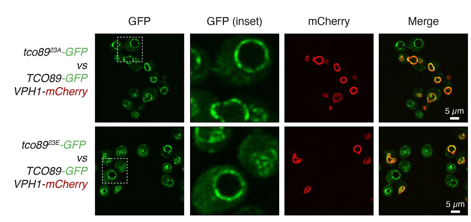 Open access visualization of Microscopy, Tco89, GFP-tagged Tco89, Subcellular Localization, Confocal Microscopy