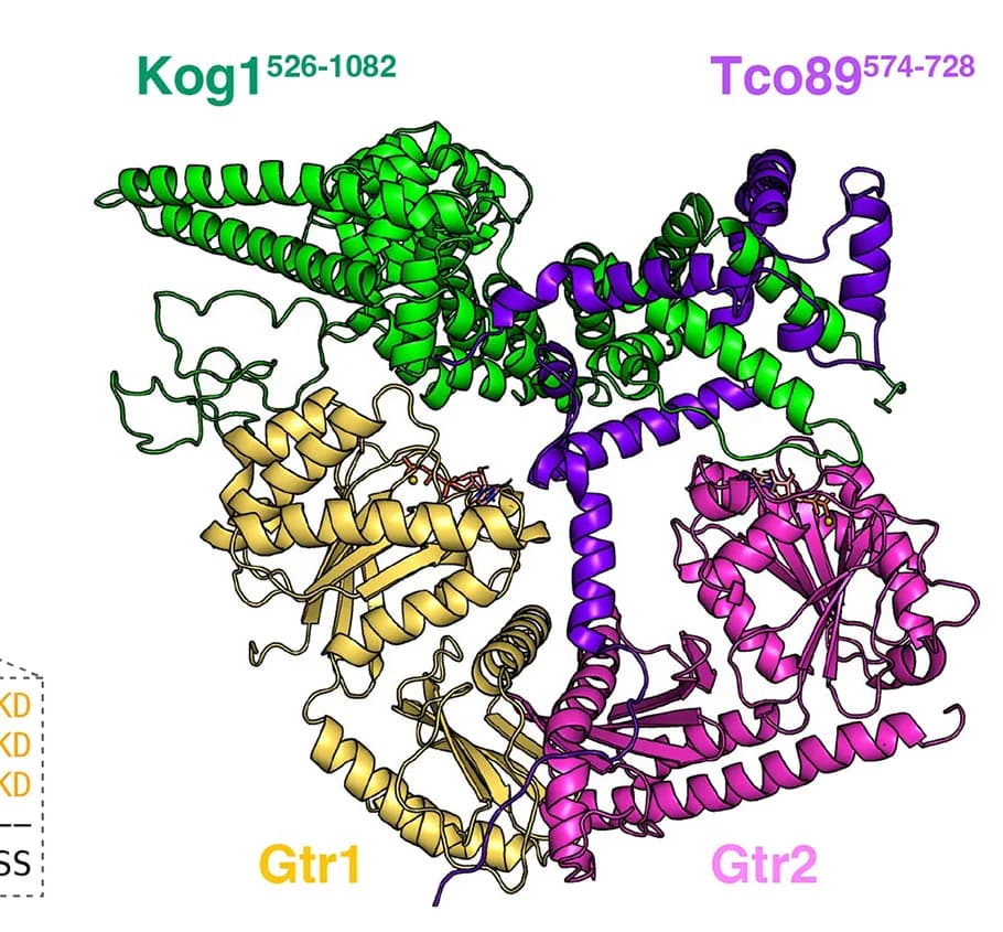 Open access visualization of Protein Structure, AlphaFold, Tco89, C-Terminal Domain, Gtr1GTP