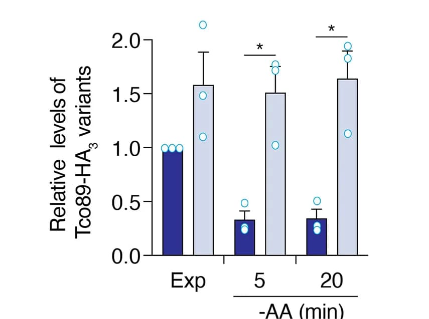 Open access visualization of Bar Plot, Error Bars, Scatter Plot, Tco89-HA3, TORC1