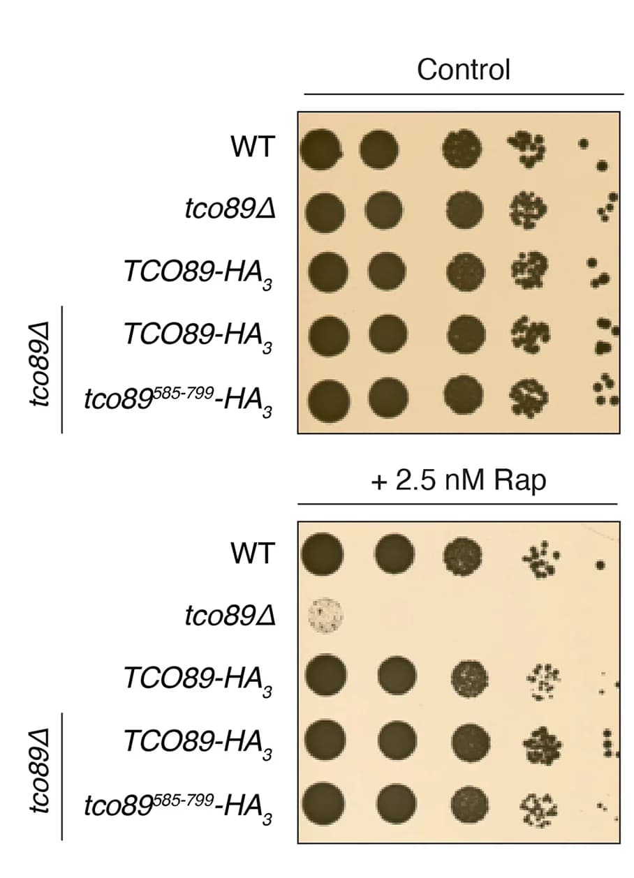Open access visualization of Photo, Gel, Tco89, C Terminus, Rapamycin Sensitivity