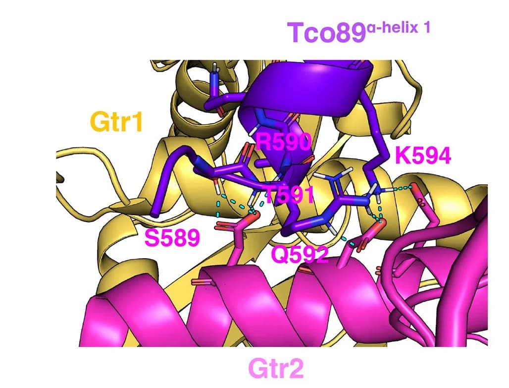 Open access visualization of Protein Structure, Chemical Structure, AlphaFold, Tco89, Alpha Helix