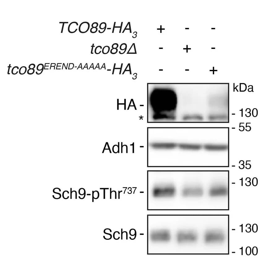 Open access visualization of Gel, Tco89EREND-AAAAA, Immunoblot, WT Cells, Tco89-HA3