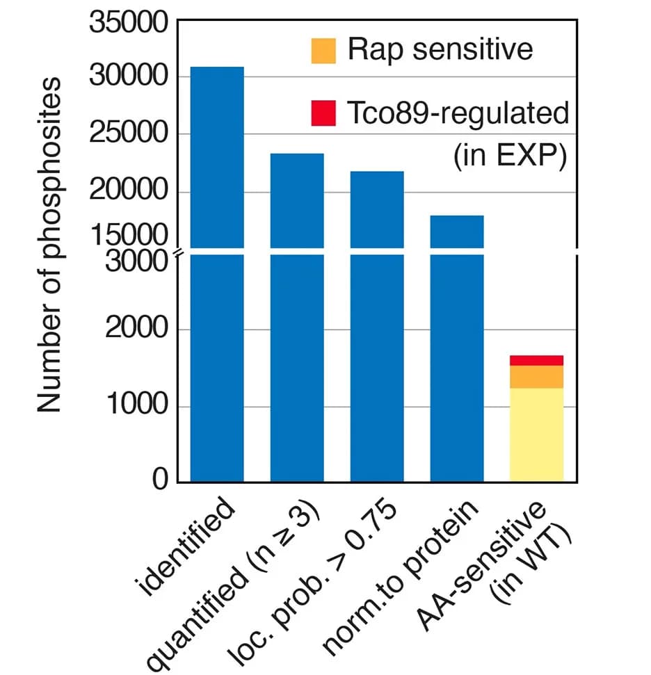 Open access visualization of Bar Plot, Stacked Bar Plot, Phosphosites, Data Filtering, Rapamycin-Sensitive Sites