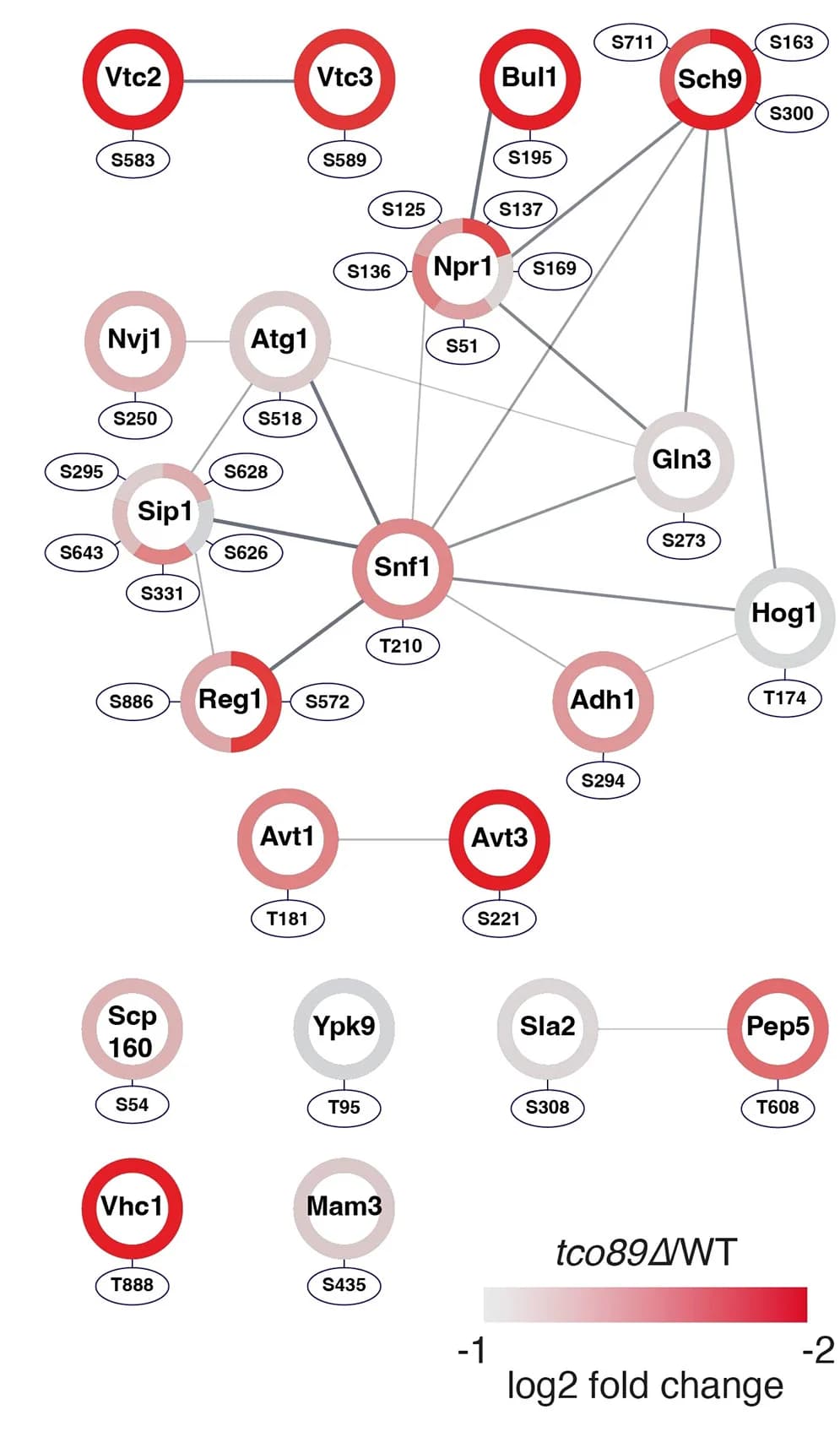 Open access visualization of Pathway, Protein Interaction Network, Vacuolar Target Proteins, Tco89-Sensitive Phosphosites