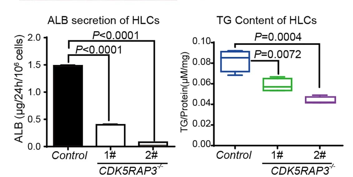 Open access visualization of Bar Plot, Box Plot, Albumin Secretion, Triglyceride Content, HLCs