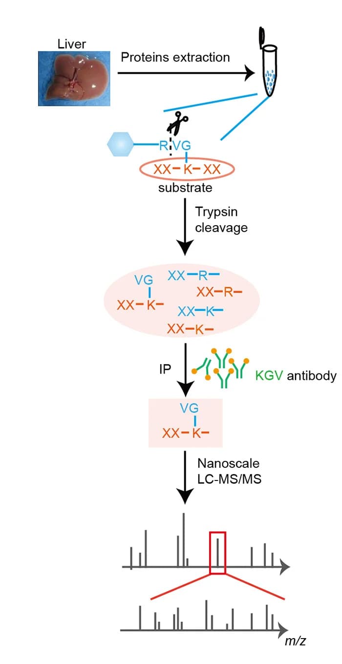 Open access visualization of Workflow, UFMylated Site Mapping, Wild Type Mice, Trypsin, KGV Peptides