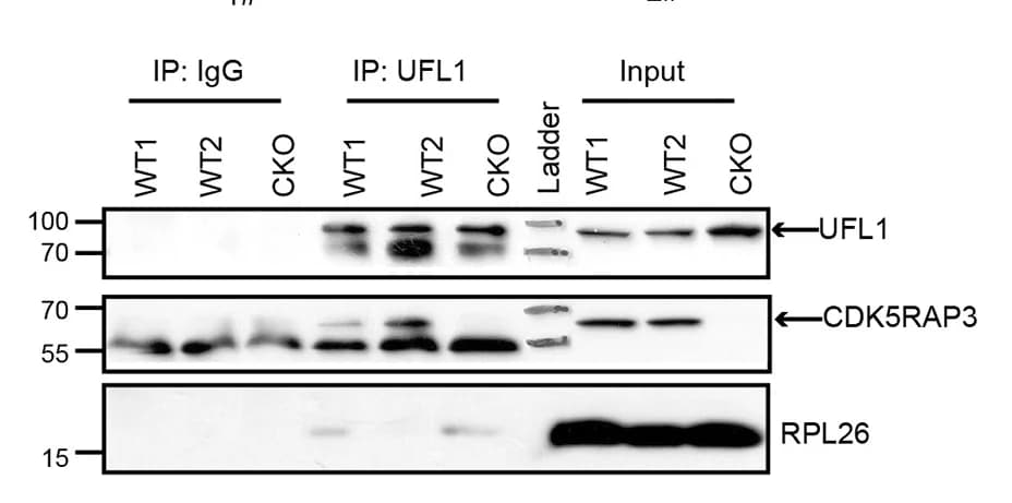 Open access visualization of Gel, Immunoblotting, Coimmunoprecipitation, UFL1, Wild Type Mice