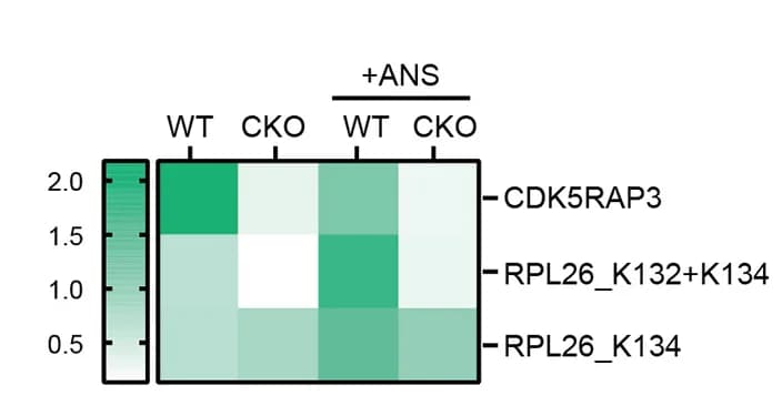 Open access visualization of Heatmap, Quantification, Immunoblot Data, Gray Values, GAPDH Values