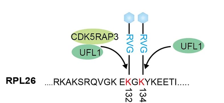 Open access visualization of Workflow, Flowchart, E3 Ligase, RPL26 UFMylation, Liver