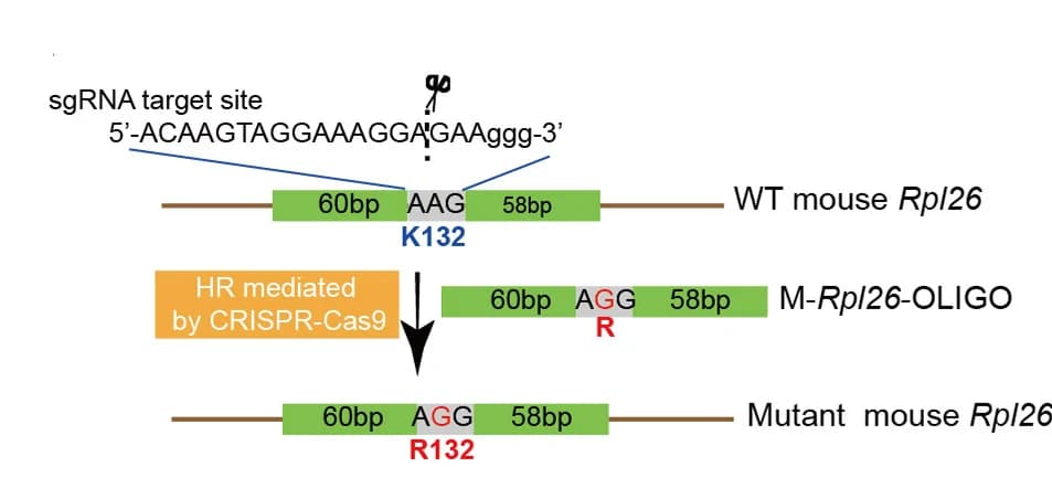 Open access visualization of Workflow, Illustration, Rpl26, Mouse, Genetics