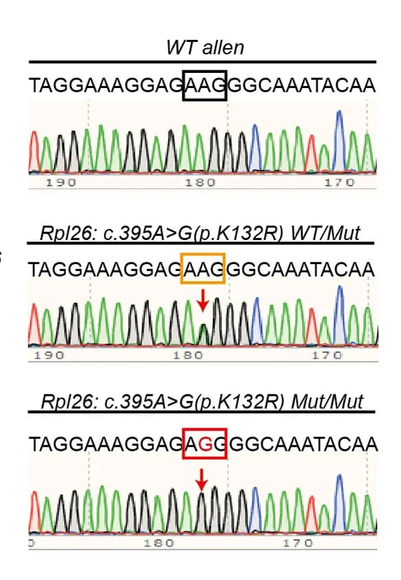 Open access visualization of Line Plot, Rpl26, Genomic DNA, Sequencing, Mouse