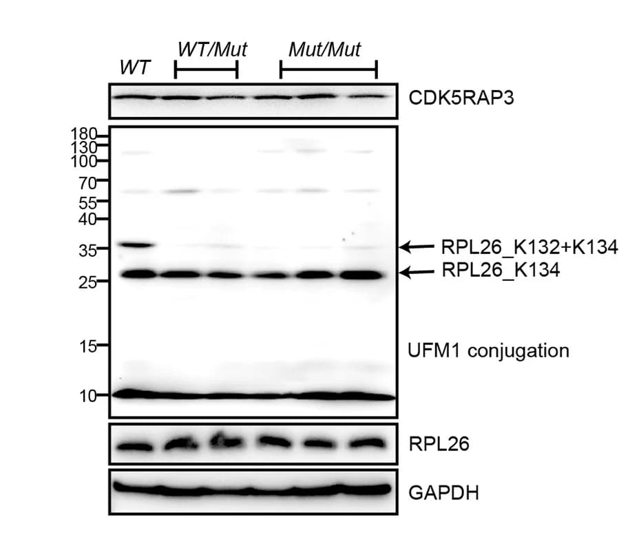 Open access visualization of Gel, Immunoblotting, UFM1 Conjugates, Mouse Liver