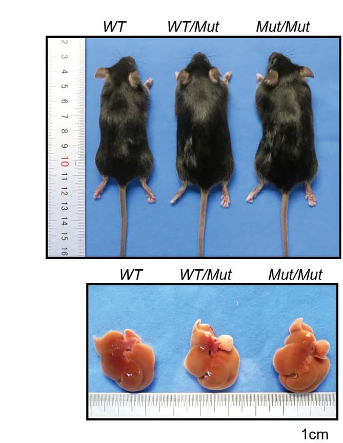 Open access visualization of Photo, Mouse, Liver, Littermates