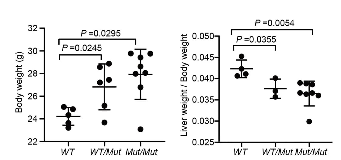 Open access visualization of Scatter Plot, Error Bars, Body Weight, Liver Weight, Genotypes