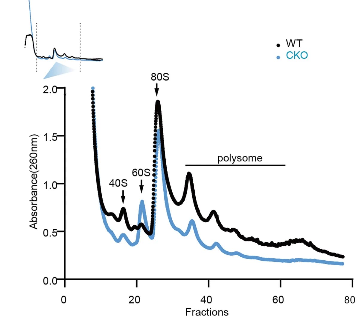 Open access visualization of Line Plot, Polysome Profiling Analysis, WT Mice, CKO Mice