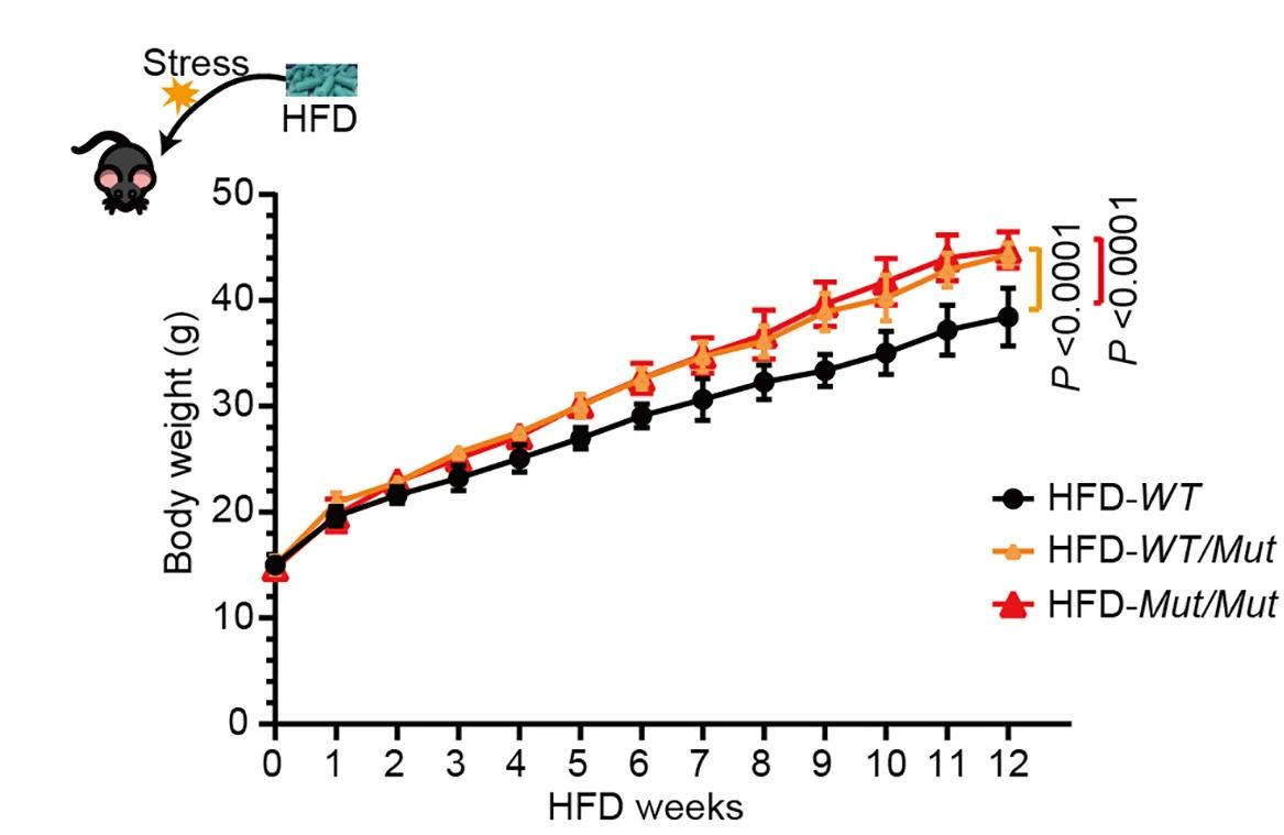 Open access visualization of Line Plot, Error Bars, Body Weight, Mice, HFD Feeding