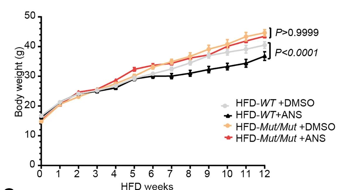 Open access visualization of Line Plot, Error Bars, Body Weight, Mice, DMSO Treatment