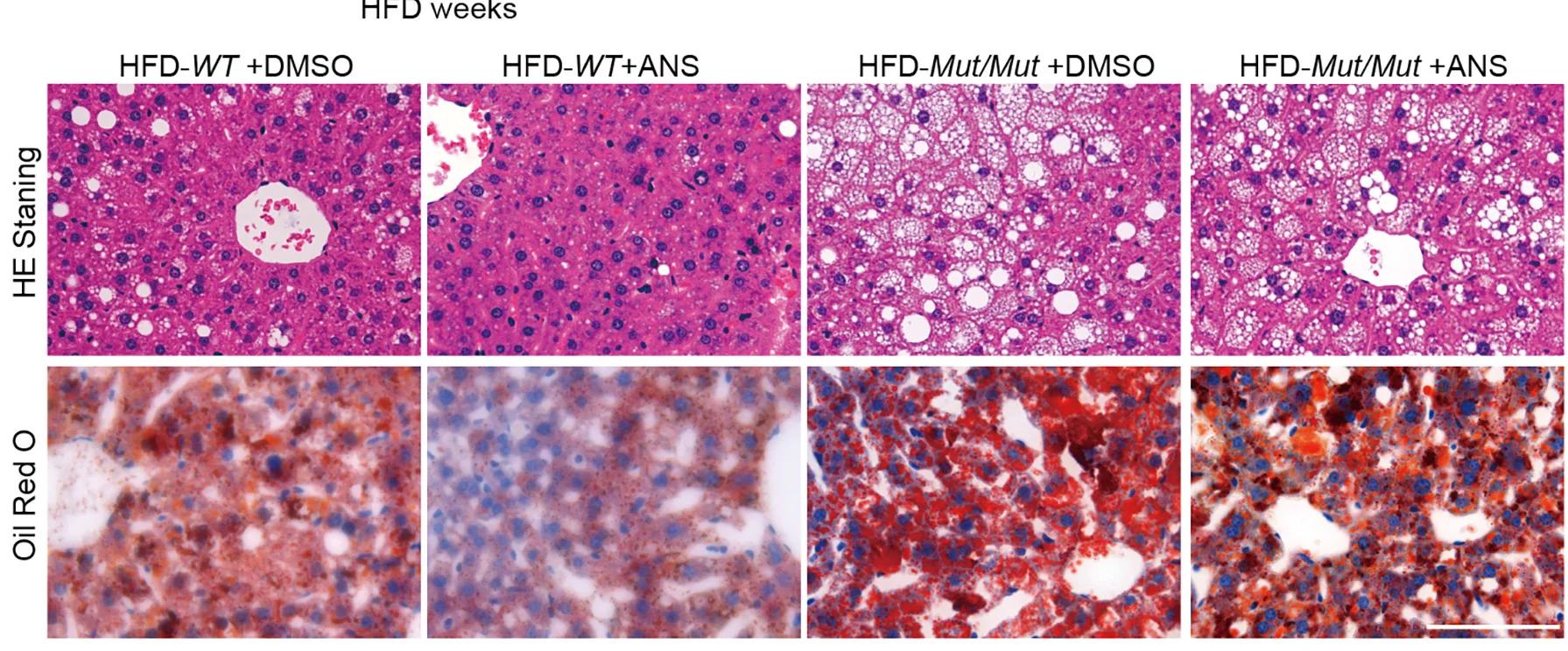 Open access visualization of Microscopy, Liver Sections, H&E Staining, Oil Red O Staining, Mice