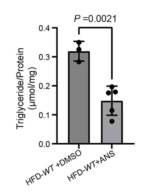 Open access visualization of Bar Plot, Error Bars, Liver TG Levels, Mice, HFD Feeding