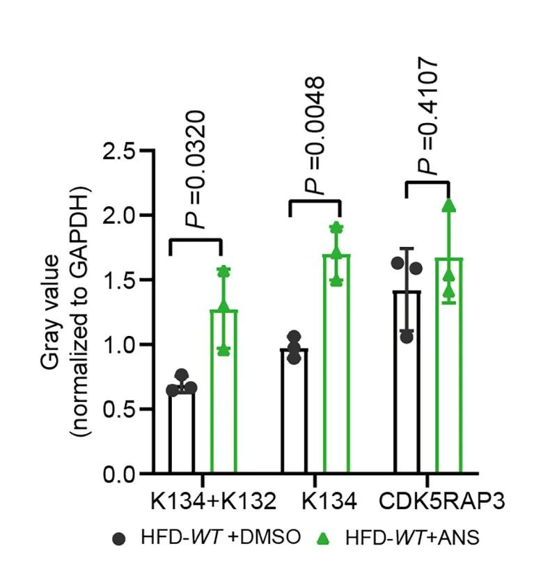 Open access visualization of Bar Plot, Error Bars, Immunoblot Quantification, UFMylated RPL26, CDK5RAP3