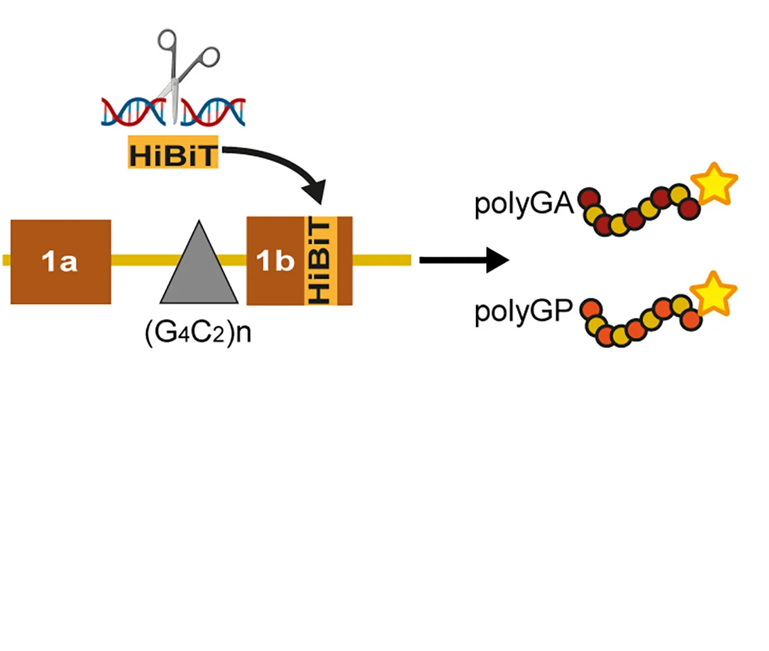 Open access visualization of Workflow, Illustration, CRISPR-Cas9, C9orf72, DPReporter Cell Lines