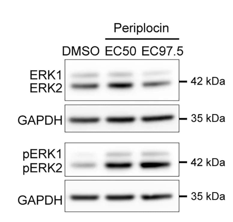 Open access visualization of Gel, Western Blot, ERK1/ERK2, GA-HiBiT Neurons, Periplocin
