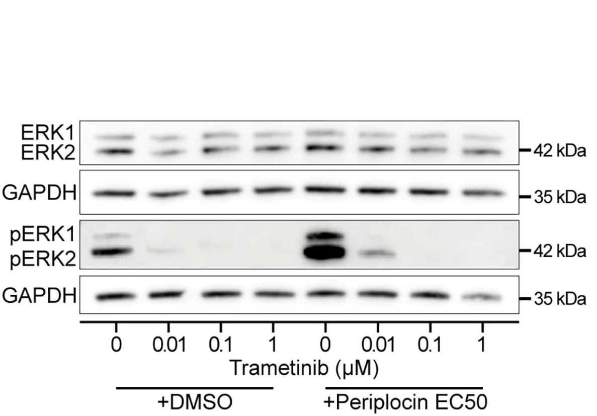 Open access visualization of Gel, Western Blot, ERK1/ERK2, GA-HiBiT Neurons, MEK1/2 Inhibitor