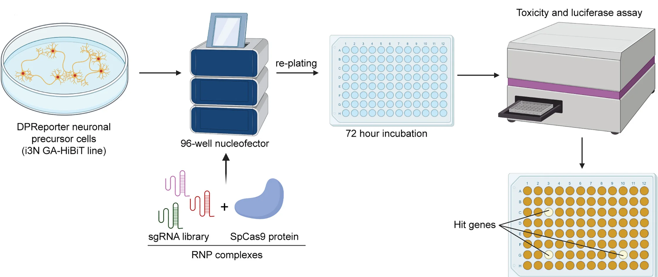 Open access visualization of Workflow, HTS Workflow, iPSCs, Helicase sgRNA library, Cas9 protein