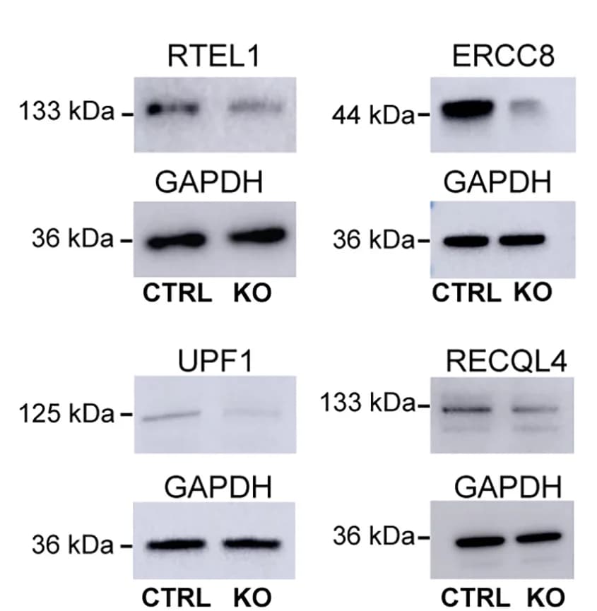 Open access visualization of Gel, Helicases, PolyGA, PolyGP, iPSC Lines