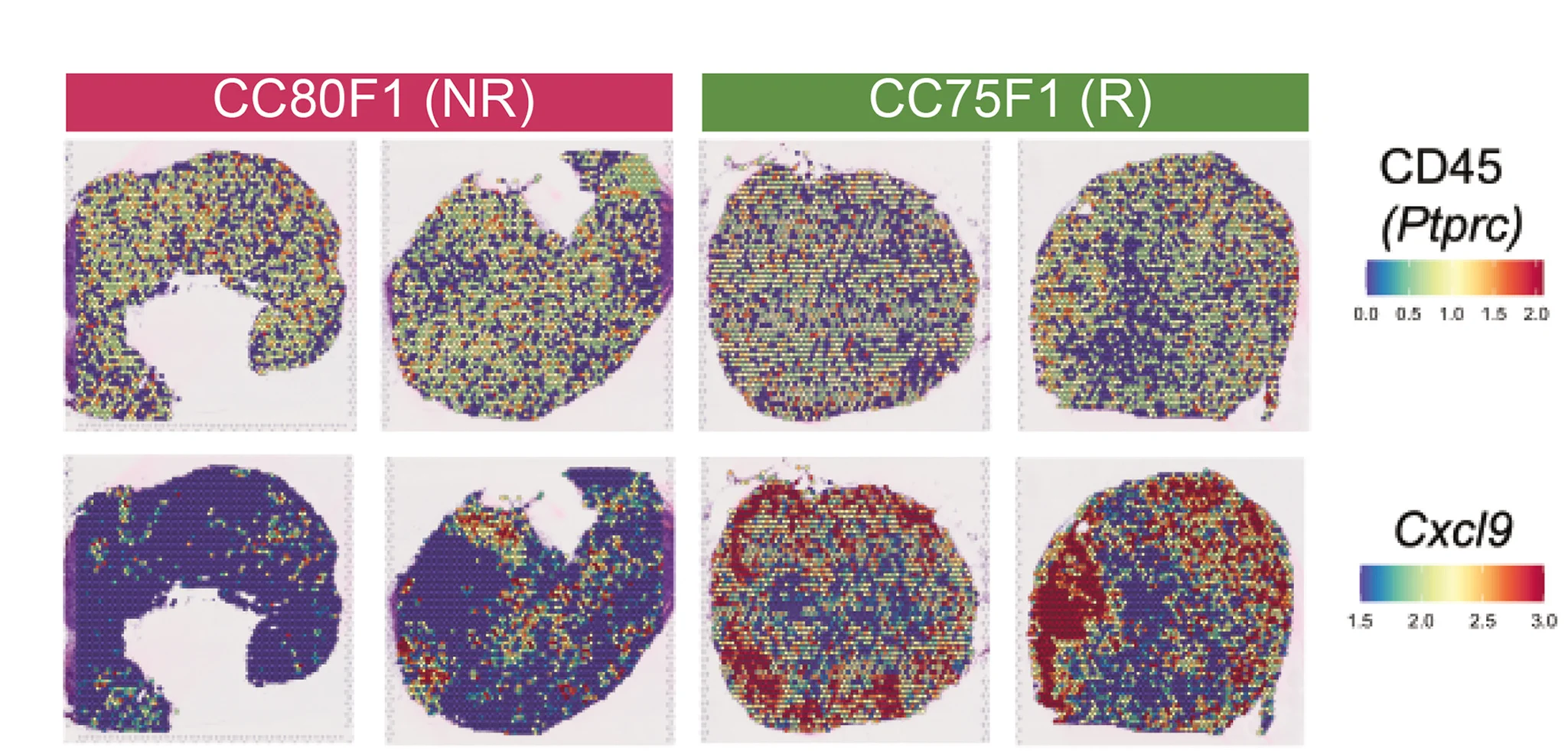 Open access visualization of Heatmap, Visium Spatial Transcriptomics, CD45 Expression, Cxcl9 Expression, Responder Mouse Tumors