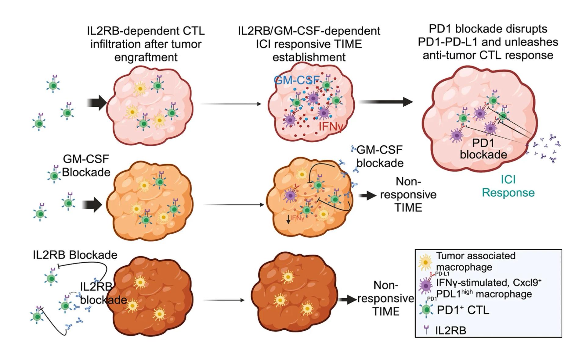 Open access visualization of Workflow, Illustration, IL2RB, GM-CSF, MC38