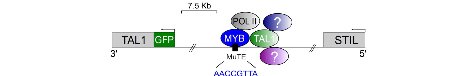 Open access visualization of Workflow, Flowchart, TAL1 Locus, TAL1/LMO Complex, MYB