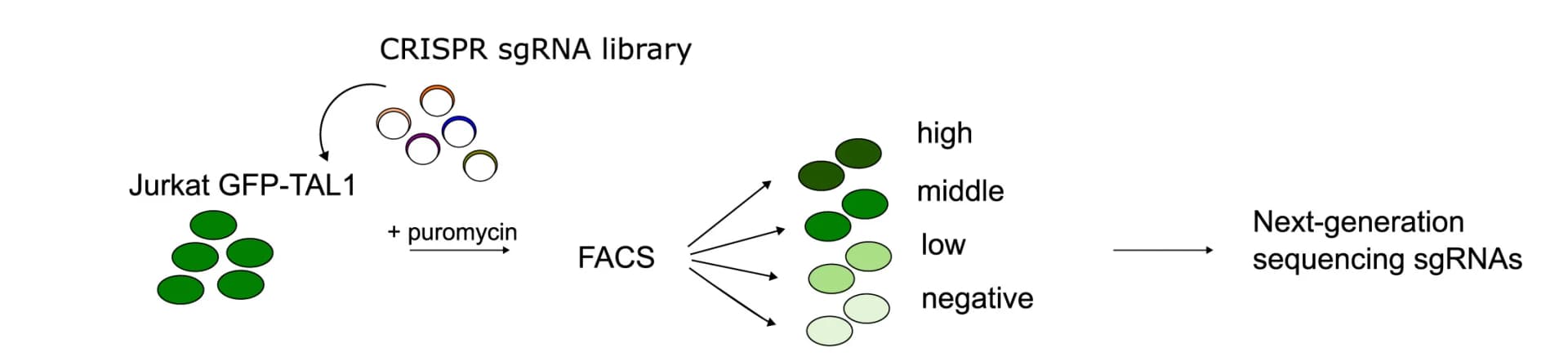 Open access visualization of Workflow, Flowchart, Illustration, CRISPR-Cas9 Knockout Screen, Jurkat GFP-TAL1 Cells