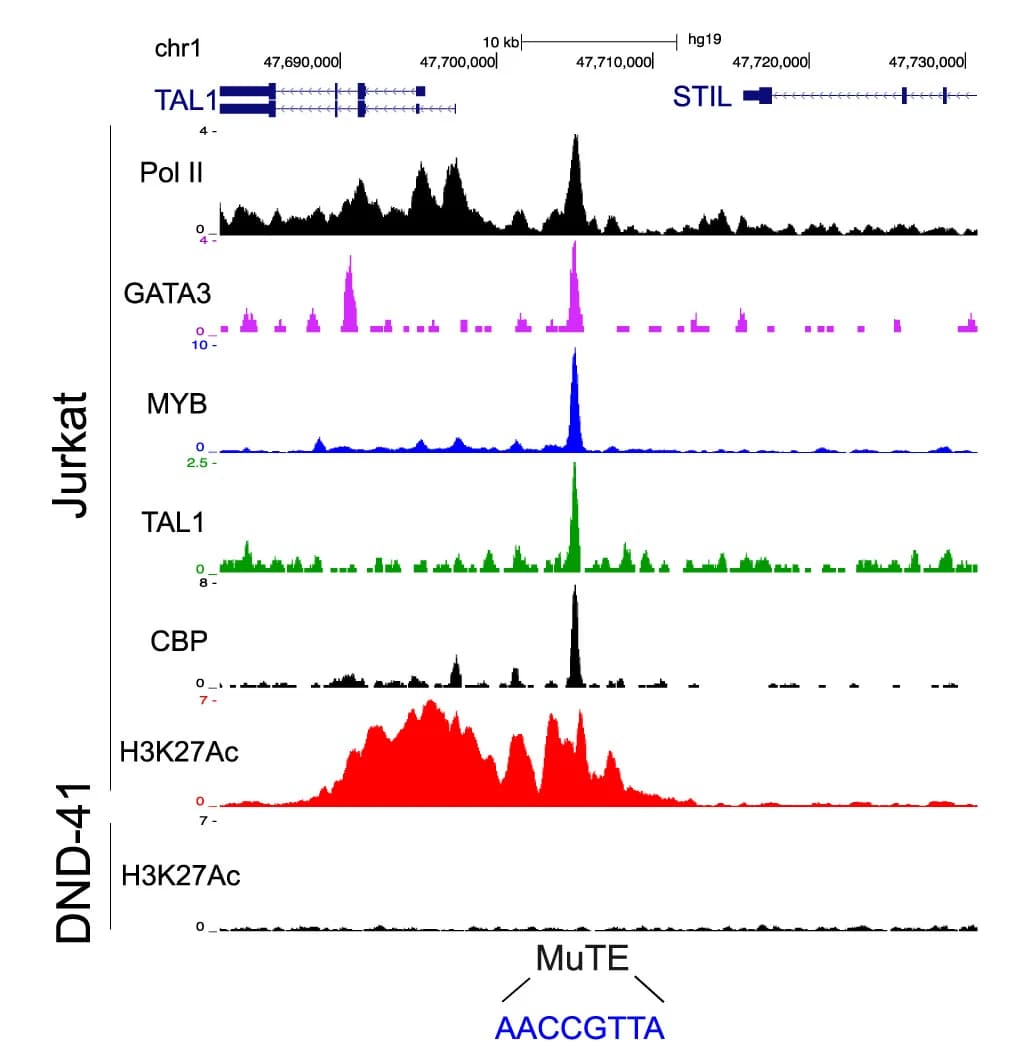 Open access visualization of Line Plot, Density Plot, ChIP-Seq Tracks, Pol II, GATA3