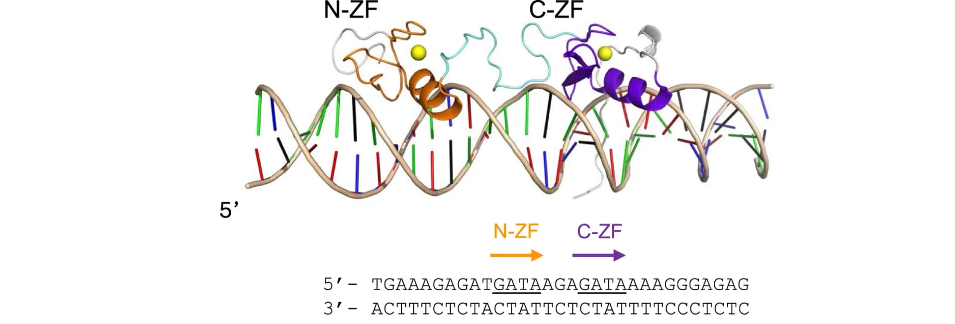 Open access visualization of Protein Structure, Chemical Structure, GATA3, Zinc Fingers, DNA