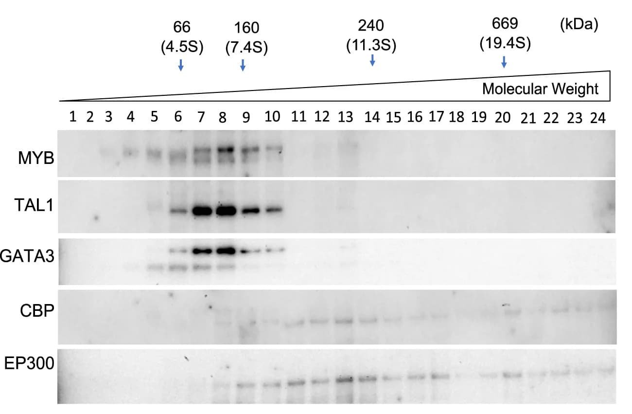 Open access visualization of Gel, Immunoblotting, MYB, TAL1, GATA3