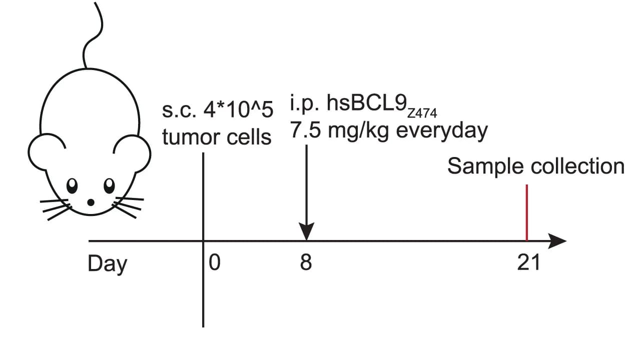 Open access visualization of Workflow, Melanoma Tumor, hsBCL9Z474 Treatment