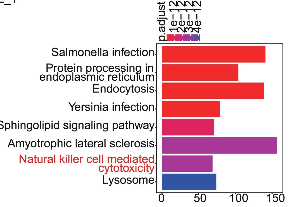 Open access visualization of Bar Plot, KEGG Enrichment Analysis, CD11b+CD27- NK Cells