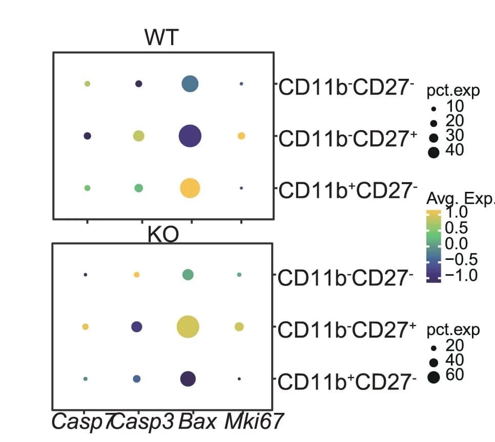 Open access visualization of Bubble Plot, Dotplots, Gene Expression, Mki67, Bax