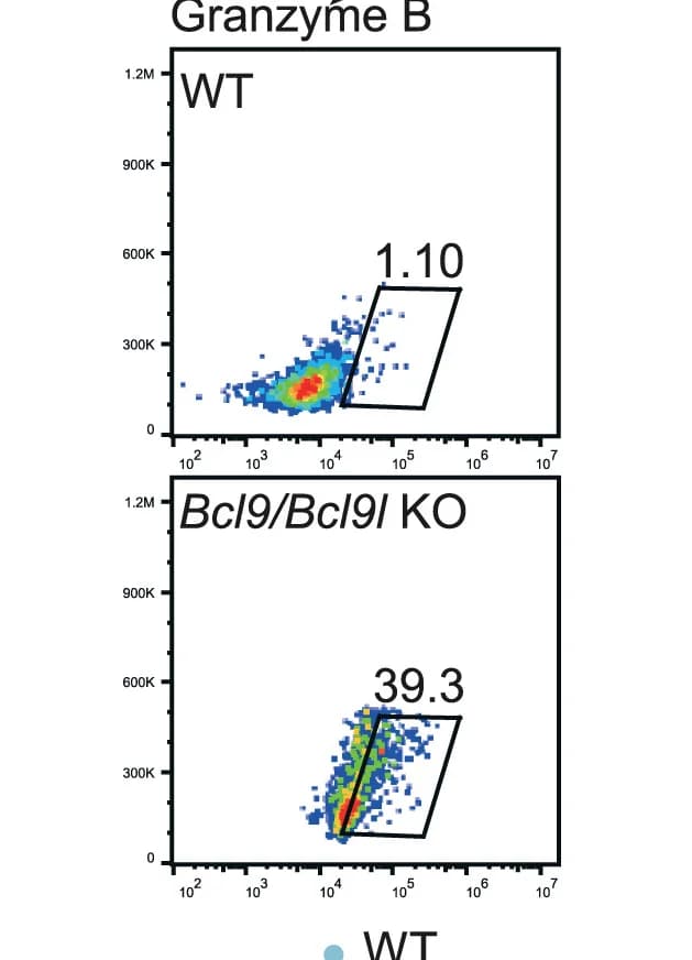 Open access visualization of Scatter Plot, Flow Cytometry, Gating Strategy, Granzyme B, Splenic NK Cells