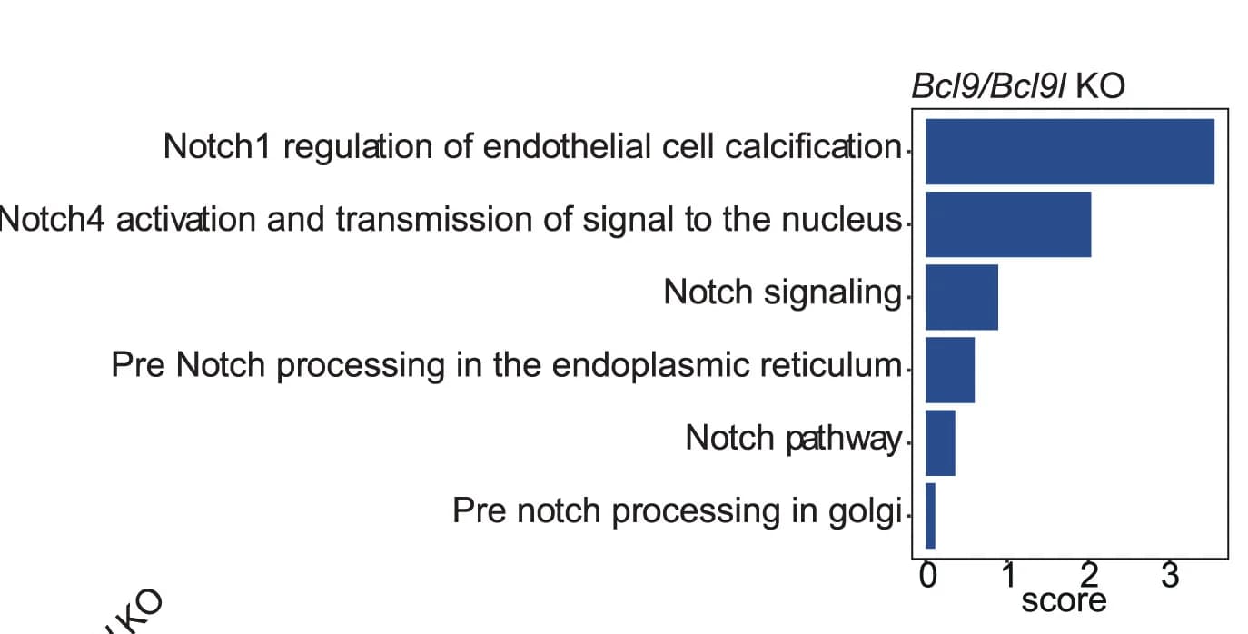 Open access visualization of Bar Plot, Notch Pathways, Bcl9/Bcl9l Deletion, NK Cells, GSVA