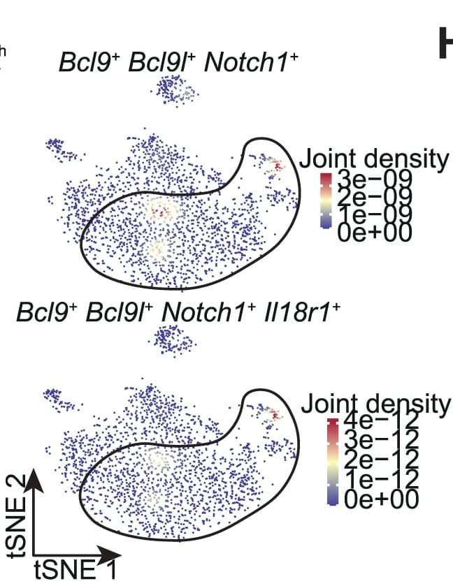 Open access visualization of Scatter Plot, UMAP, Bcl9/Bcl9l, Notch1, Il18r1