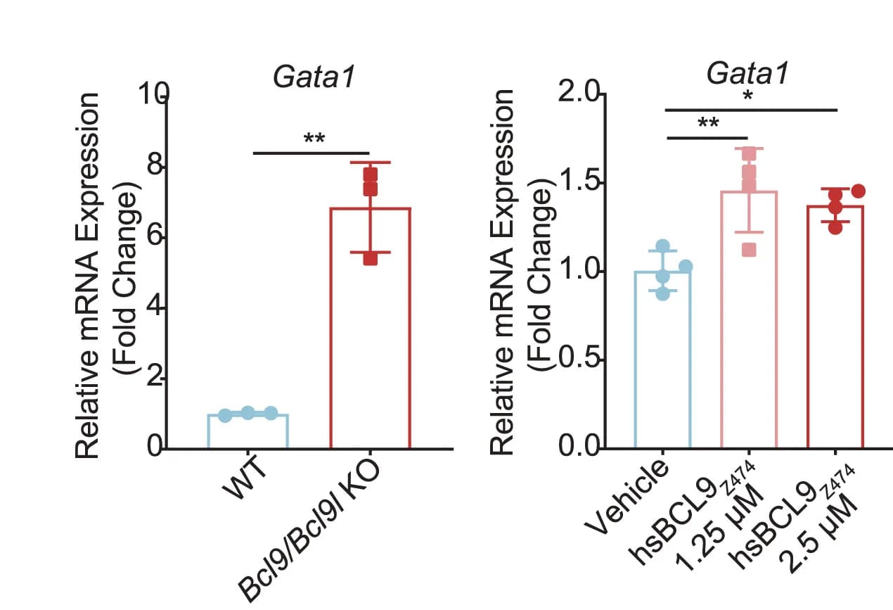 Open access visualization of Bar Plot, Error Bars, Scatter Plot, qPCR, Gata1