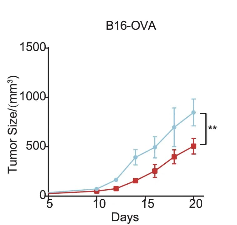 Open access visualization of Line Plot, Error Bars, Bcl9, Bcl9lΔNK/ΔNK, B16-OVA