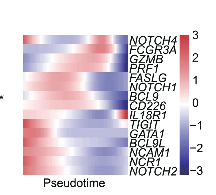 Open access visualization of Heatmap, Gene Expression Dynamics, NK Cell Lineage, PBMCs