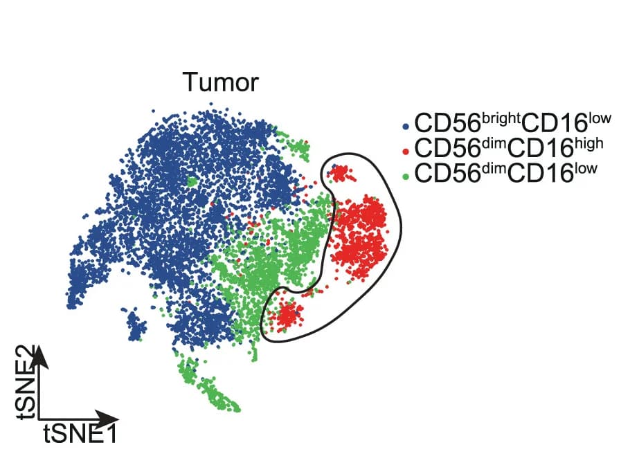 Open access visualization of Scatter Plot, UMAP, tSNE, NK Cells, BCL9