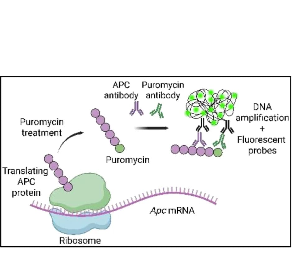 Open access visualization of Workflow, Illustration, puro-PLA Assay, APC Protein