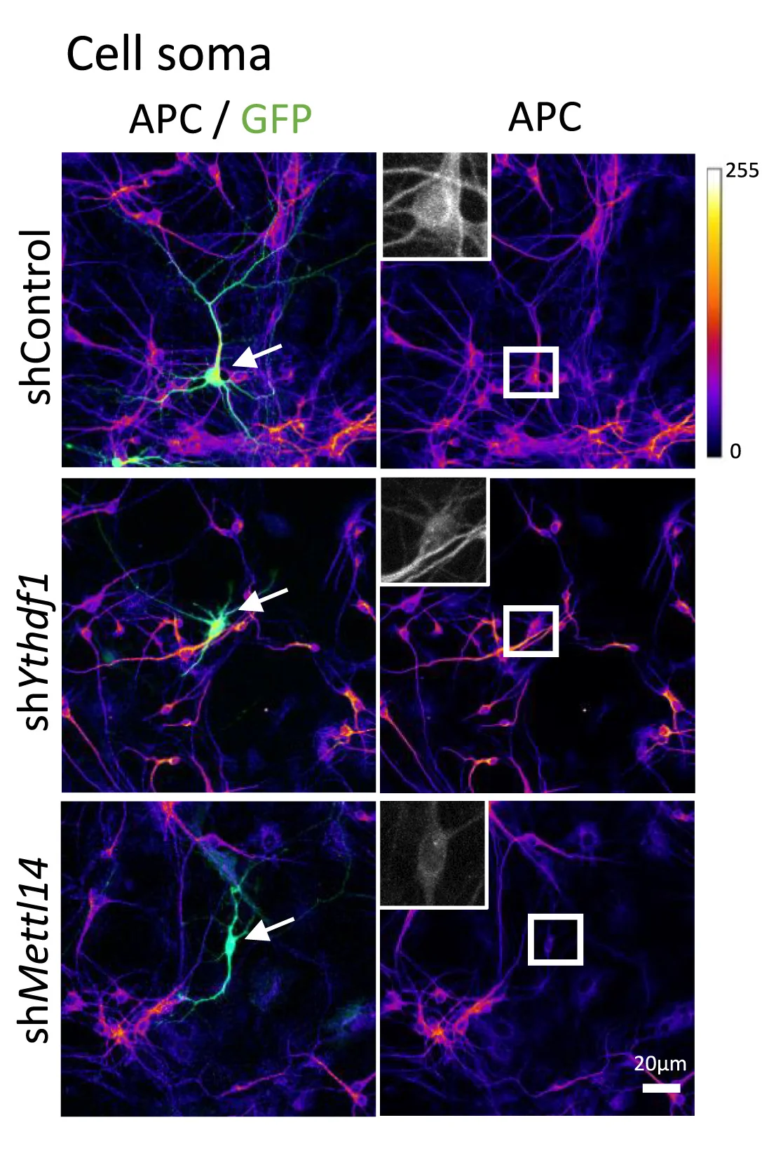 Open access visualization of Microscopy, Cell Soma, Axons, Neurons, shControl